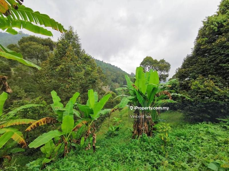 Tanah Pertanian untuk Dijual di Bukit Relau, Balik Pulau oleh Vincent Tee - iProperty.com.my