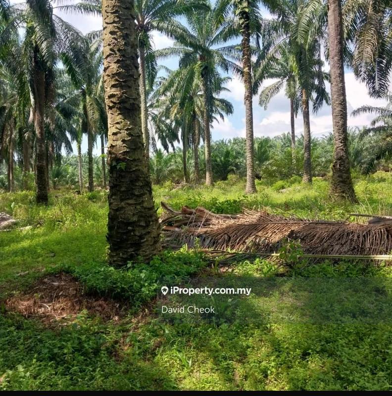 For Sale - 20 years Palm Oil // Jimah, Port Dickson//Negeri Sembilan//10.5 Acre//2 Geran