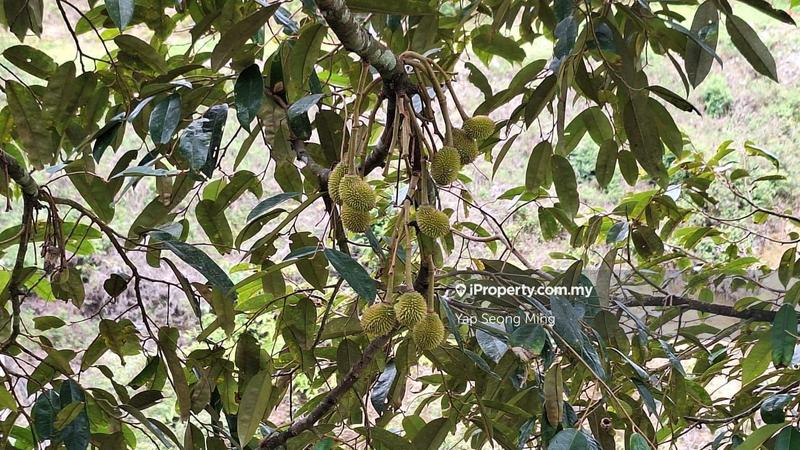 Tanah Pertanian untuk Dijual di Kenaboi, Kenaboi oleh Yap Seong Ming - iProperty.com.my