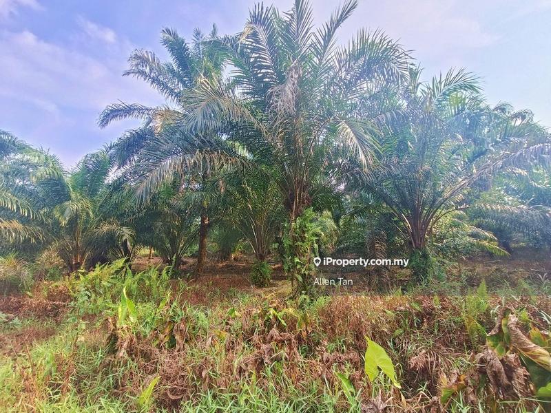 Agricultural Land for Sale in Nearby Pontian Perdana, Pontian by Allen Tan - iProperty.com.my