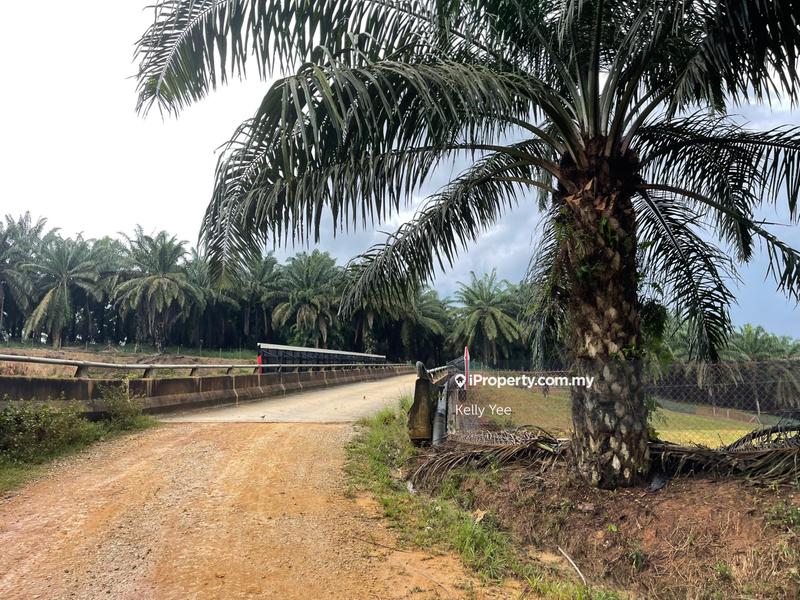 Agricultural Land for Sale in Palm Oil Plantation @ Ulu Lepar, Kuantan for Sale, Kuantan by Kelly Yee - iProperty.com.my