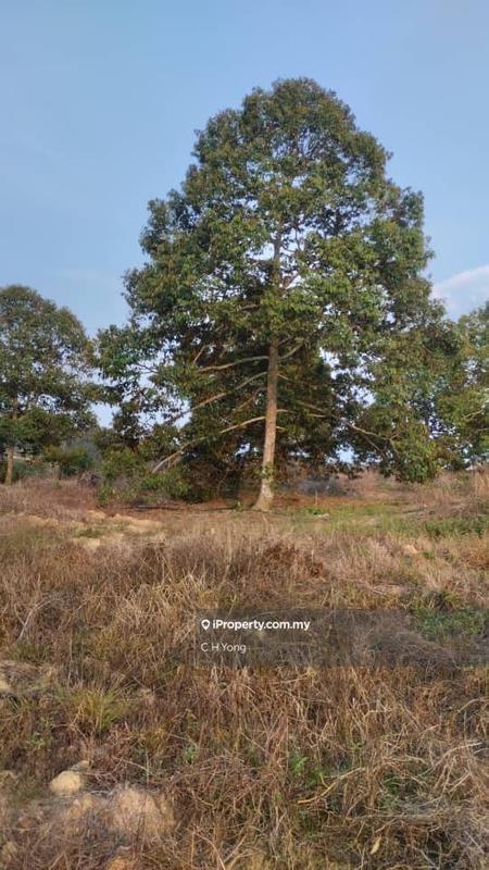 Agricultural Land for Sale in Simpang Pertang, Negeri Sembilan by C.H.Yong - iProperty.com.my