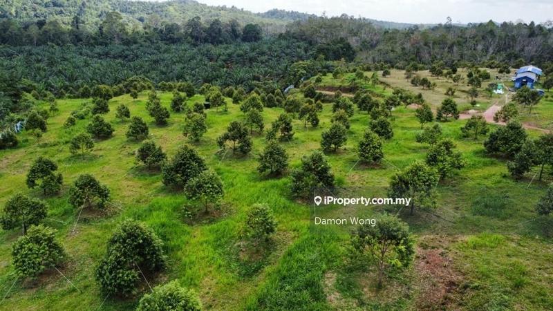 For Sale - 27 acres young durian in Gambang
