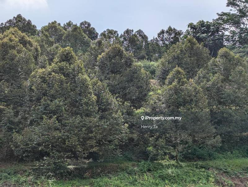 Agricultural Land for Sale in Bandar Baru Kuala Lipis, Kuala Lipis by Henry Ta - iProperty.com.my