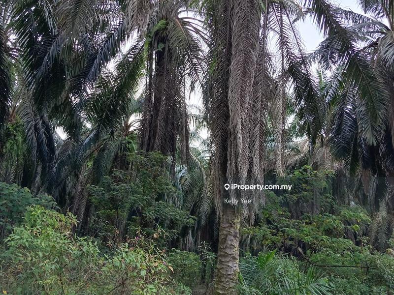 Tanah Pertanian untuk Dijual di Kampung Ladang Sempah, Sungai Jawi oleh Kelly Yee - iProperty.com.my