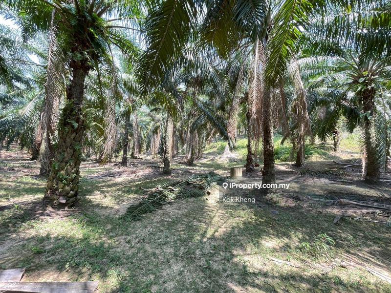 Agricultural Land for Sale in Ayer Paabas, Alor Gajah by Kok Kheng - iProperty.com.my