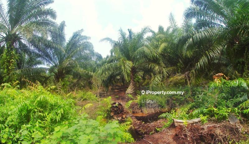 Tanah Pertanian untuk Dijual di Banting, Banting oleh Li-Shun - iProperty.com.my
