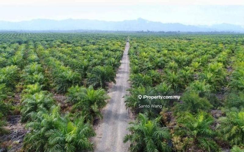 For Sale - Oil palm plantation