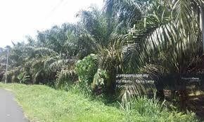 Tanah Pertanian untuk Dijual di Durian Sebatang, Teluk Intan oleh Felicia Lee - iProperty.com.my
