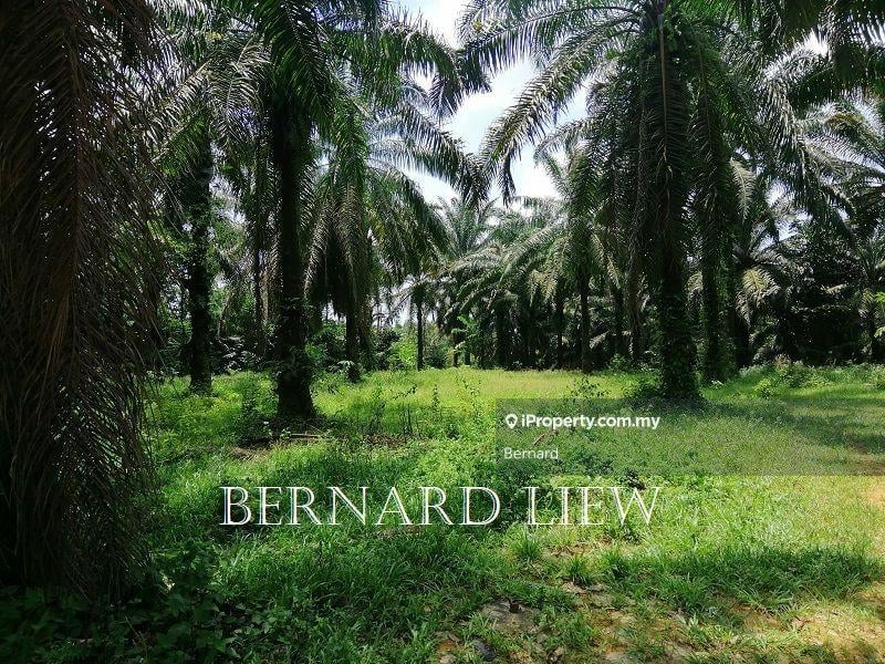 Agricultural Land for Sale in Bukit Panchor, Nibong Tebal by Bernard - iProperty.com.my
