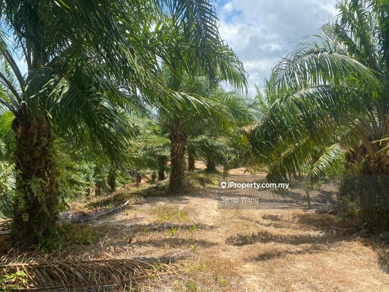 Agricultural Land for Sale in Jemeluang, Mersing by Santo Wang - iProperty.com.my