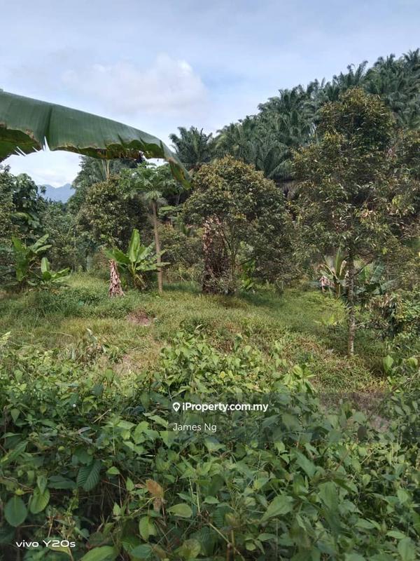 Tanah Pertanian untuk Dijual di Seri Telemong, Telemong oleh James Ng - iProperty.com.my
