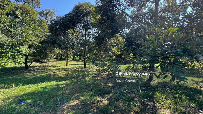 Agricultural Land for Sale in Port Dickson, Negeri Sembilan by David Cheok - iProperty.com.my