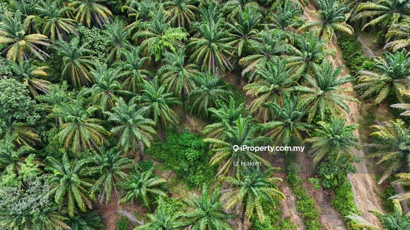 Agricultural Land for Sale in Kuala Kubu Baru, Selangor by Iz Hakim - iProperty.com.my