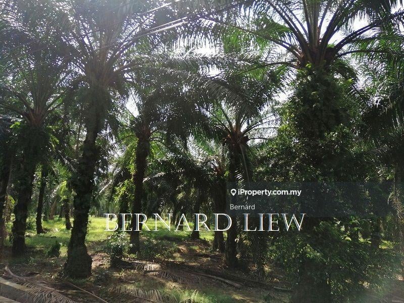 Agricultural Land for Sale in Bukit Panchor, Nibong Tebal by Bernard - iProperty.com.my
