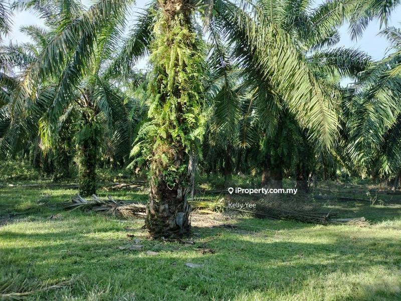 For Sale - Sungai Lalang Palm Oil Plantation