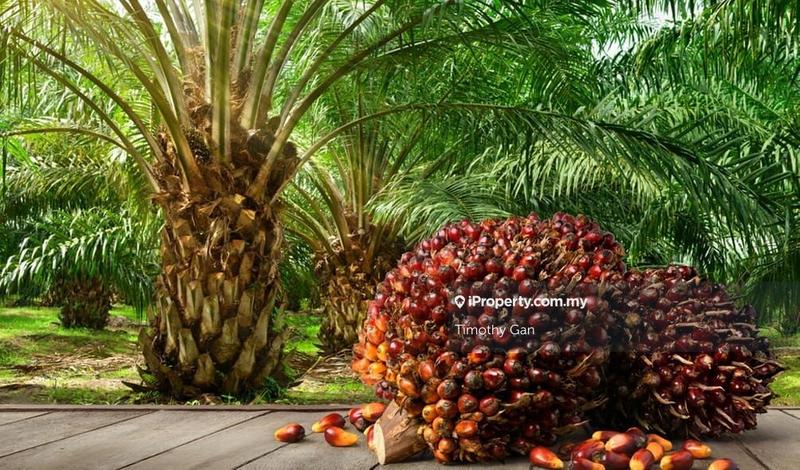 For Sale - 3,310 Acres Oil Palm Estate @ Gua Musang for Sale