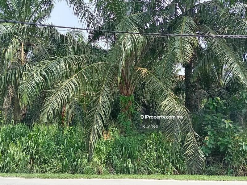 For Sale - Palm Oil Plantation @ Nibong Tebal for Sale