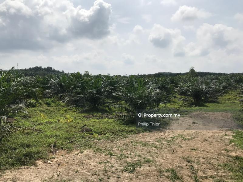 Agricultural Land for Sale in Kuala Selangor, Selangor by Philip Thien - iProperty.com.my