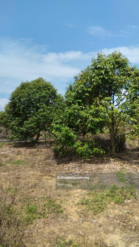 Tanah Pertanian untuk Dijual di Simpang Pertang , Negeri Sembilan, Simpang Pertang oleh Sean Liew - iProperty.com.my