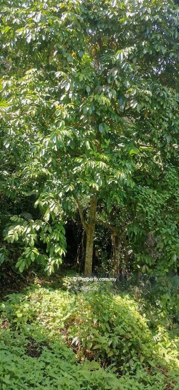 For Sale - Balik Pulau Agriculture land for sales