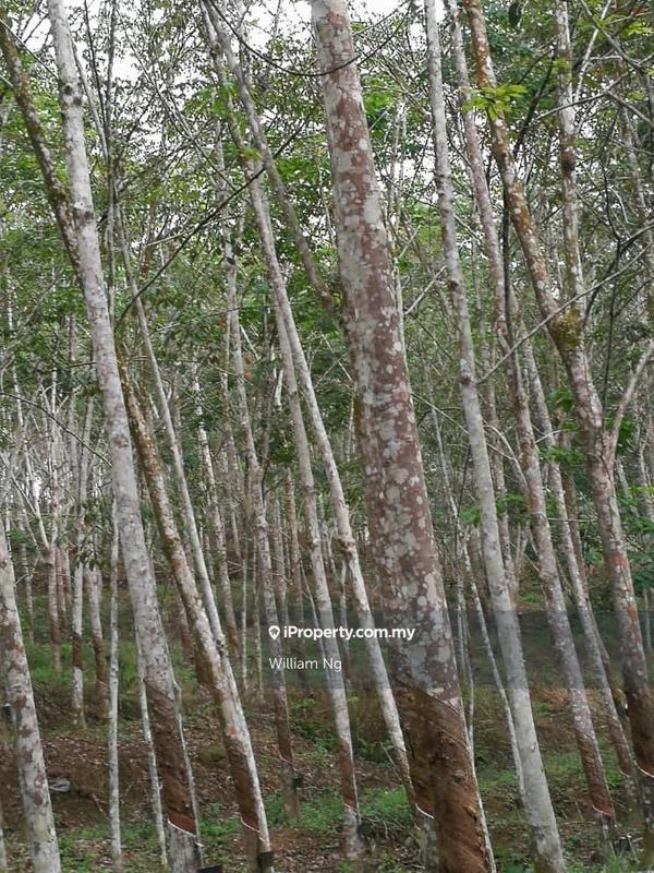 Tanah Pertanian untuk Dijual di Taman Jelebu, Kuala Klawang oleh William Ng - iProperty.com.my