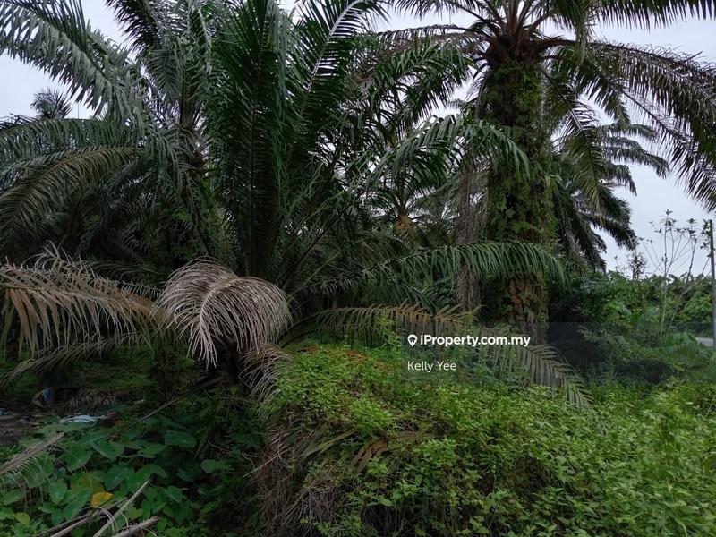 Tanah Kediaman untuk Dijual di Sungai Jawi, Penang oleh Kelly Yee - iProperty.com.my