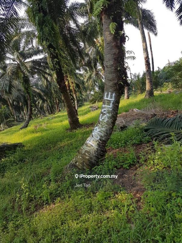 Agricultural Land for Sale in Kampung Parit Mahang, Ijok by Jen Tan - iProperty.com.my