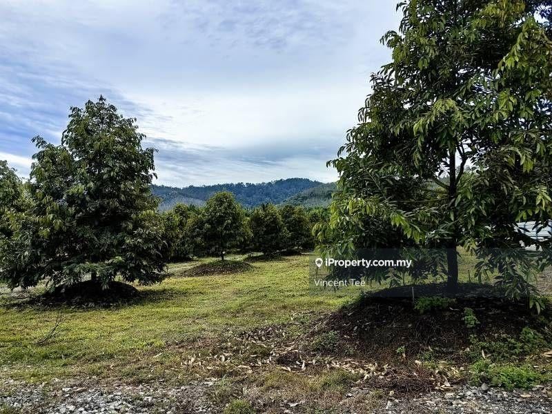 For Sale - 80 Acres Freehold Durian Farm Freehold Dangi Johol Kuala Pilah