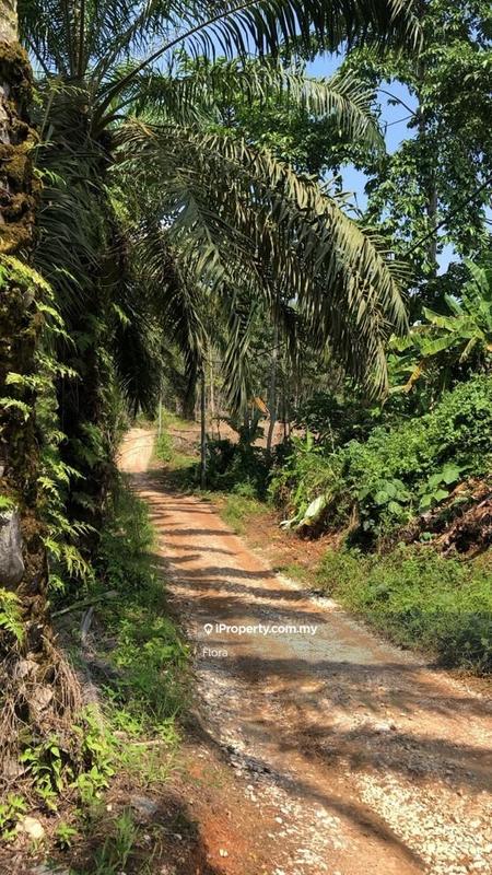 Tanah Pertanian untuk Dijual di Mukim Gali, Raub oleh Flora - iProperty.com.my