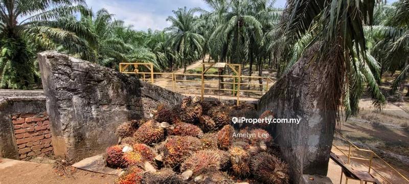 Agricultural Land for Sale in Batu Kurau, Perak by Amelyn Lee - iProperty.com.my