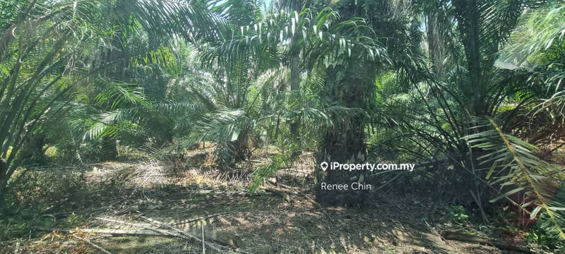 For Sale - Agriculture Land Dengkil