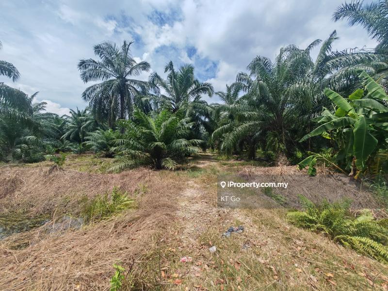 Agricultural Land for Sale in Kampung Tok Muda, Kapar by KT Go - iProperty.com.my