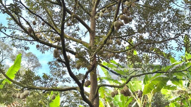 For Sale - 18.4 acres durian orchard in Sg Klau