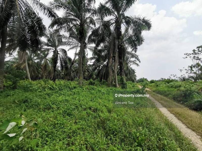 Tanah Pertanian untuk Dijual di Bukit Changgang, Banting oleh Vincent Tee - iProperty.com.my