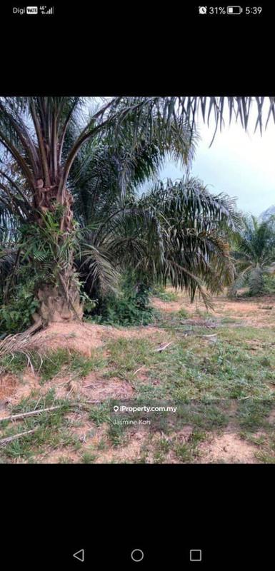 Tanah Pertanian untuk Dijual di Kemaman, Terengganu oleh Jasmine Koh - iProperty.com.my