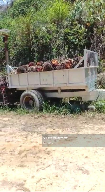 Tanah Pertanian untuk Dijual di Kelantan Gua Musang 18300 Ulu Nenggiri Bertam Blau, Ulu Nenggiri oleh CY Khoo - iProperty.com.my