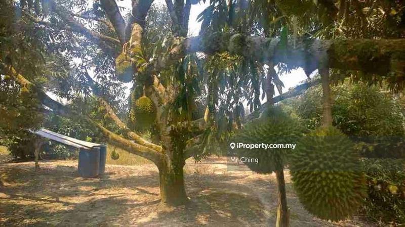 For Sale - 94 Acres Freehold Durian Farm land at Padang Tengku Town Pahang