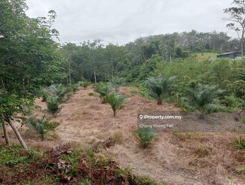 Agricultural Land for Sale in Lembah Beringin, Sungai Gumut by Chang Kheng Fatt - iProperty.com.my