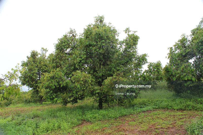 Agricultural Land for Sale in Kampung Selandar, Selandar by Irene Leong - iProperty.com.my