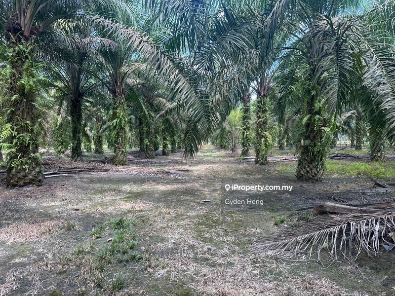 Tanah Pertanian untuk Dijual di Kampung Ulu Pulai, Pekan Nanas oleh Gyden Heng - iProperty.com.my