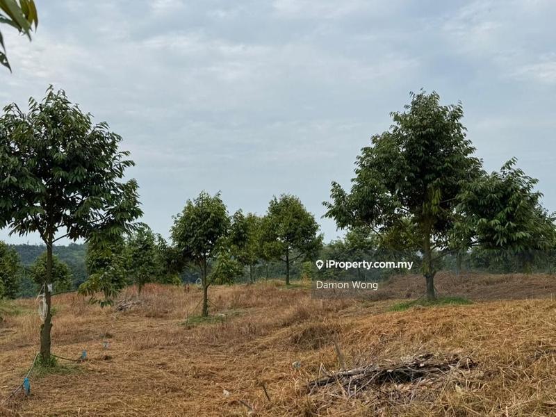 For Sale - 9 acres durian land in Gambang