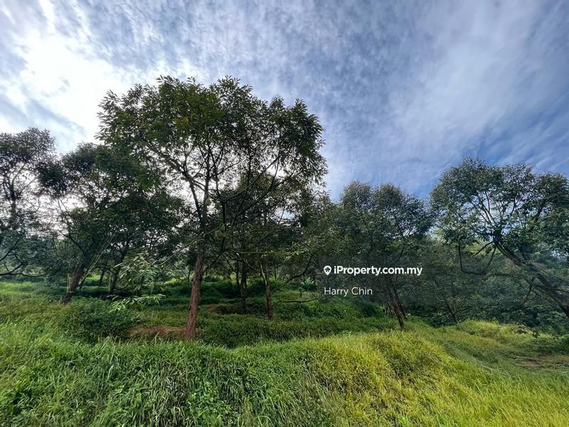 For Sale - 9 Acres Mature 10+ years Musang king,Black Torn Durian Farm