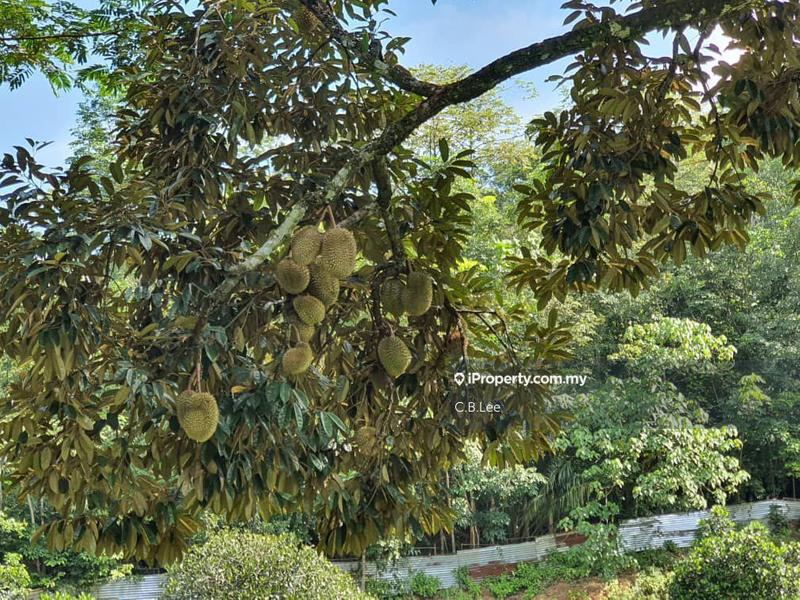 Residential Land for Sale in Broga, Lenggeng by C.B.Lee - iProperty.com.my