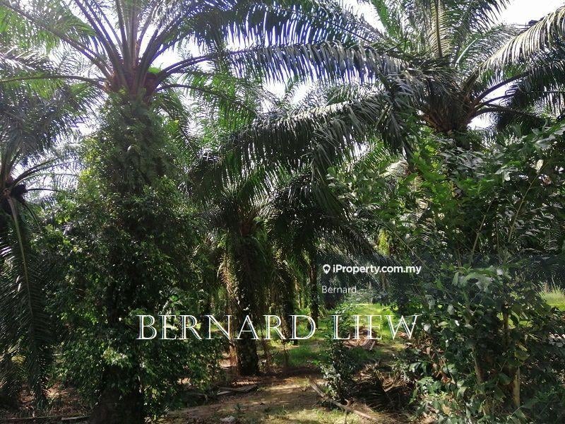 Agricultural Land for Sale in Bukit Panchor, Nibong Tebal by Bernard - iProperty.com.my