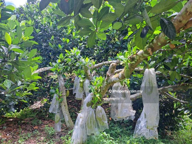 Agricultural Land for Sale in Papar, Sabah by Angela Yen - iProperty.com.my