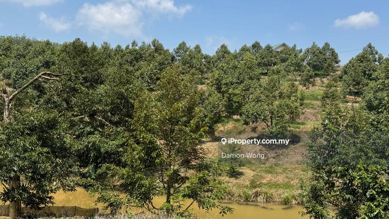 For Sale - 10 acres durian orchard