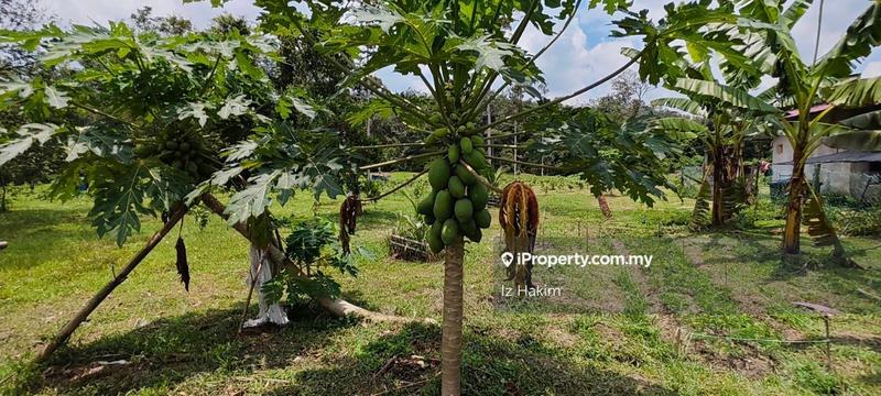 Agricultural Land for Sale in Batang Kali, Selangor by Iz Hakim - iProperty.com.my