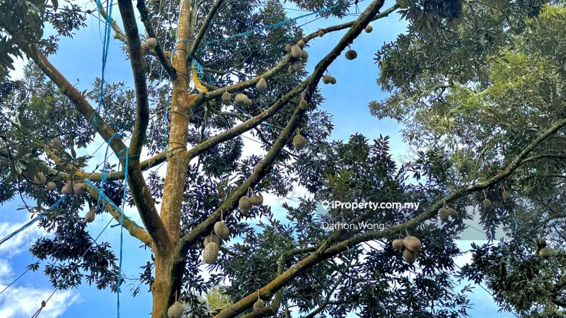 Tanah Pertanian untuk Dijual di Sungai Klau, Raub oleh Damon Wong - iProperty.com.my