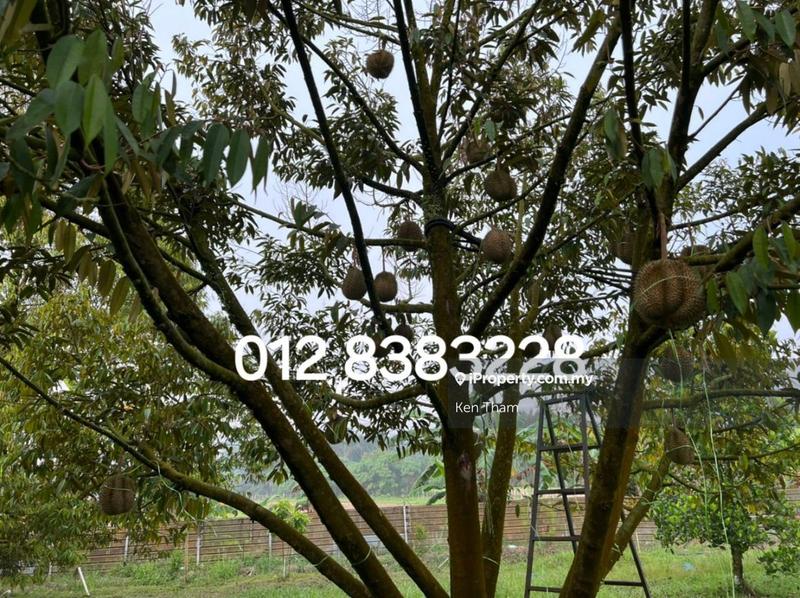 For Sale - Rasa utama